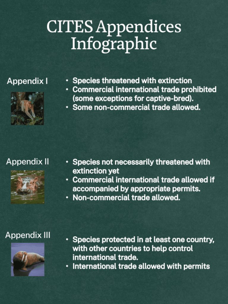 How are the world’s most endangered species ending up in private ...